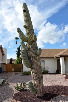 The  Leaning Tower of Cactus