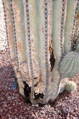 Wounds are visible near the base