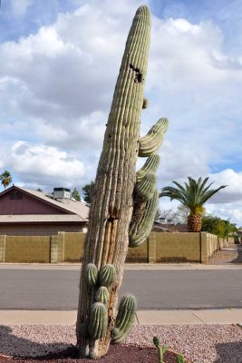 Without help, this cactus won't survive