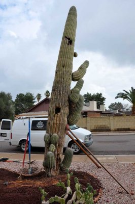 I placed 2x4's to temporarily stabilize the cactus