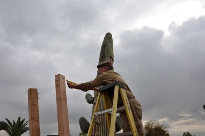 The cactus is strapped to wooden posts