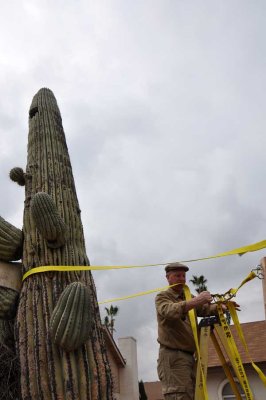 The posts are used to straighten the cactus