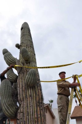 The Cactus Doctor makes a house call