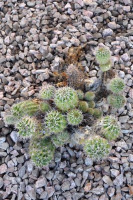 Another cactus that we treated with advice from the Doctor