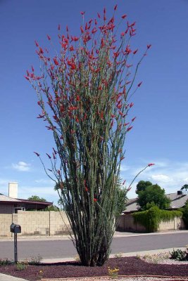 Our beautiful ocotillo in full bloom