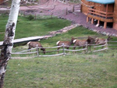 Elk graze behind the lodge