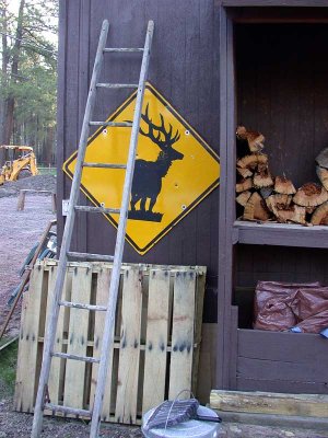 Signs of elk abound