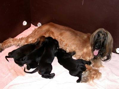 Pippi and her puppies