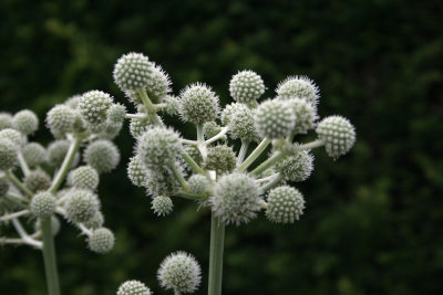 Sissinghurst