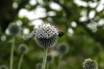 Sissinghurst