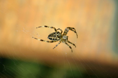 kiss of the spider woman