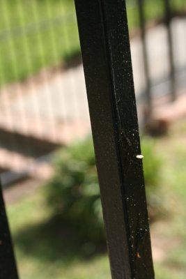 There is axle grease smeared on the fence post here, but it's hard to see because of the color. The white dot is windblown.