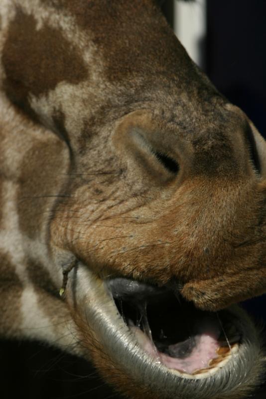 IMG_5029giraffe.jpg