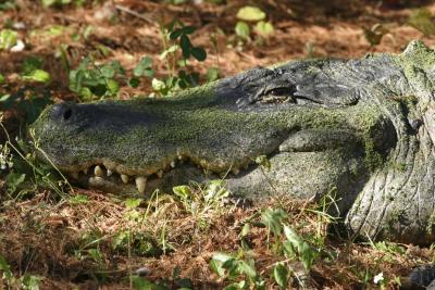 IMG_5585Gator.jpg