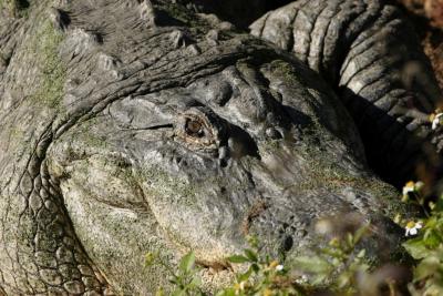 IMG_5691gator.jpg