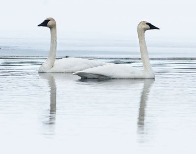 Minnesota Wildlife