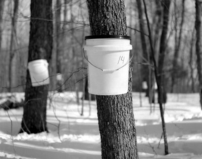 Misc Maple Syrup Images