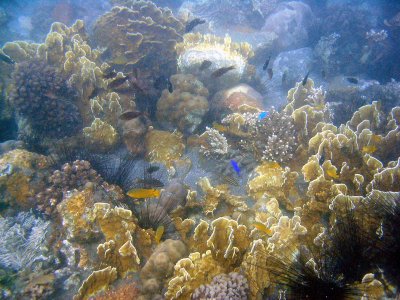 Philippines Underwater 2003