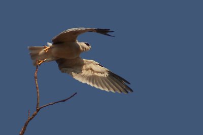 Elanus caeruleus