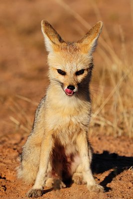 Africa_2009_1847.jpg