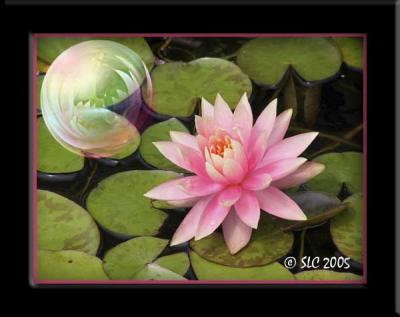 Waterlily