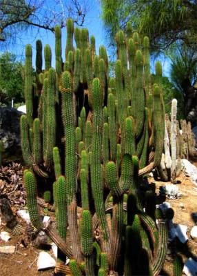 Original Cactus