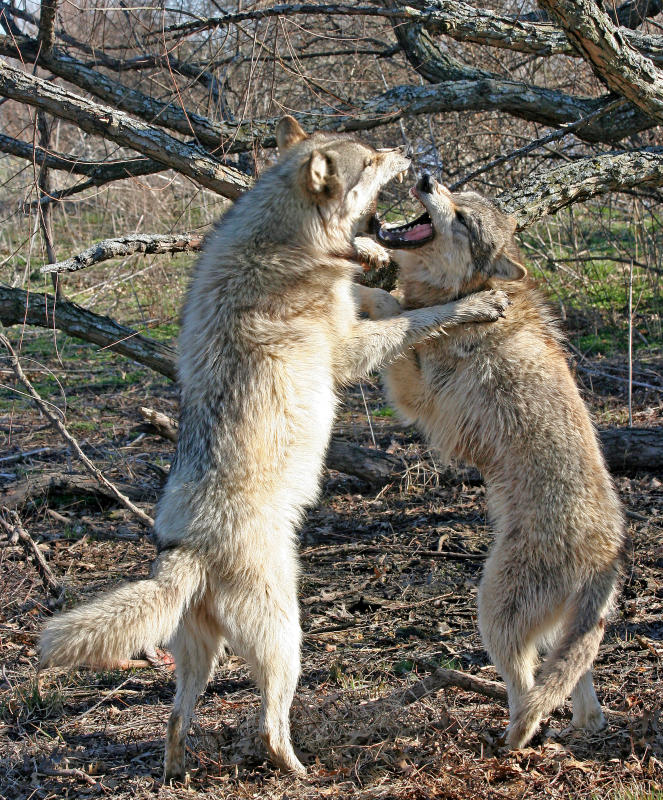 Argument over a treat in the tree