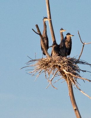 The Babies contemplating a first flight