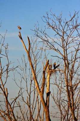 The Highland Herons and friends