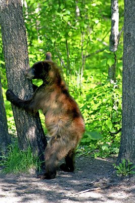 Black Bears