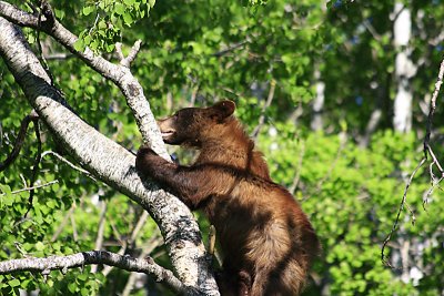 Black Bears