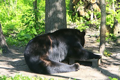 Black Bears