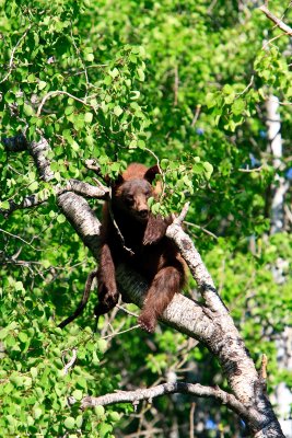Black Bears