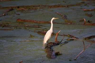 Highland Egrets