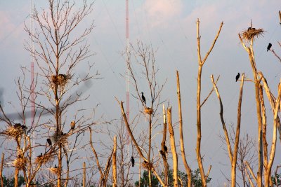 Highalnd Heron Swamp Cormorants