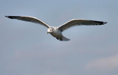 g3/53/625353/3/55152630.gulls.jpg