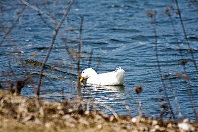 Lucky Duck