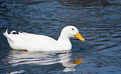 Mrs. Lucky Duck
