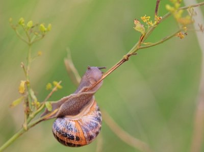 Acrobatic Snail