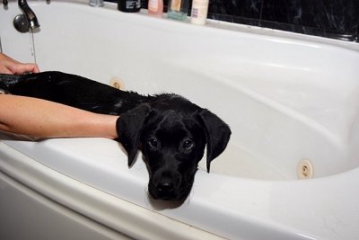 Raffa gets his first bath