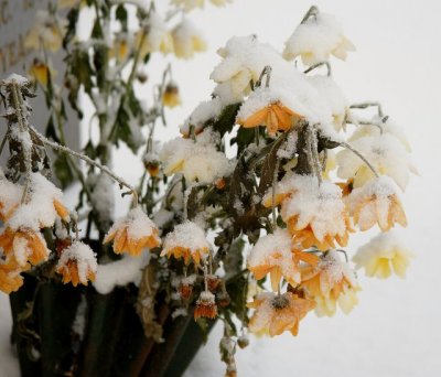 Iced Blooms (Jan 8th)