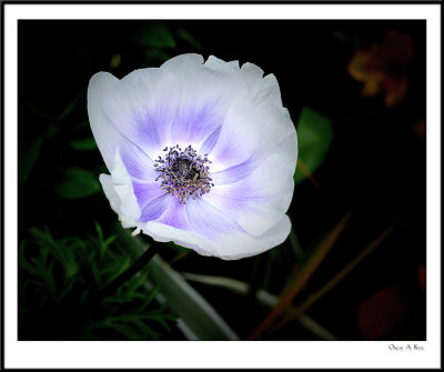 D3S_0153.jpg