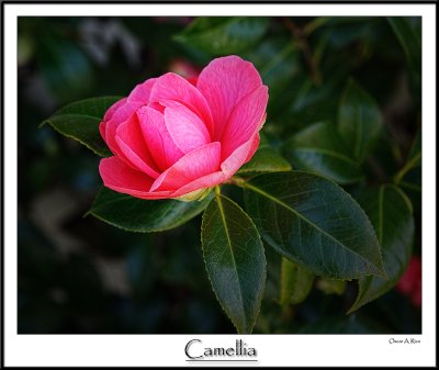 D3S_0420.jpg