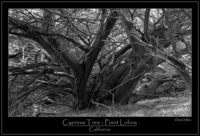 Cypress Tree - Point Lobos - California.jpg