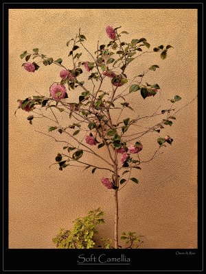 Soft Camellia.jpg