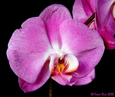 Orchids_1.jpg