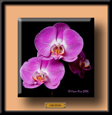 Orchids.jpg