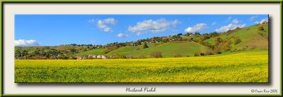 Mustard Field.jpg