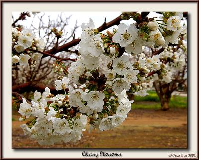 Cherry Blossoms.jpg