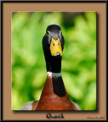 Quack 1.jpg